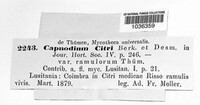 Capnodium citri image